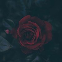 Q (@nilai7a) 's Twitter Profile