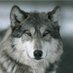 Wolf (@Wolfpack2324) Twitter profile photo