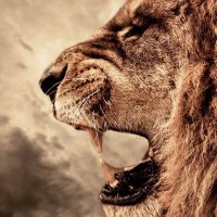 zametta (@zametta3) 's Twitter Profile