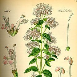 Oreganito007's profile picture. 