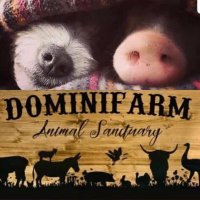 Dominifarm Animal Sanctuary(@dominifarm) 's Twitter Profile Photo