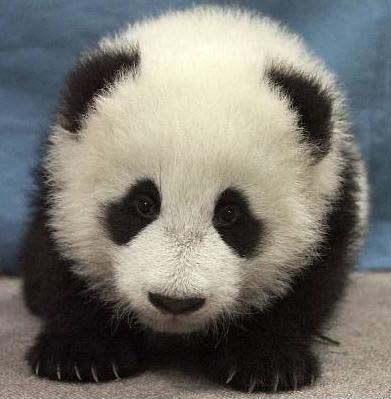 Eating bamboo since '92