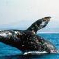 Oregon Coast Nature (@ecowhales) 's Twitter Profile