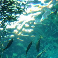 ニオ (@n1i2o_private) 's Twitter Profile Photo