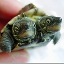 Hannah Galloway - @TurtleSoup562 - Twitter