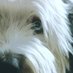 watcher (@dbadog) Twitter profile photo