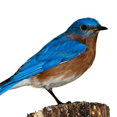 blue_bird_tech's profile picture. Bluebird the best web development and programming tutorials for all of the latest web technologies Laravel, PHP, Vue.js, JavaScript...
Subscribe: 👇 💎