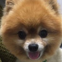 我輩は犬である🐶 (@c8w9qjospxlidzu) Twitter profile photo