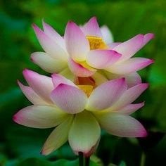 Prushotam14's profile picture. मैं और ब्रह्माण्ड