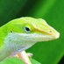 frog (@petulantfrog) Twitter profile photo frog (@petulantfrog) Twitter profile photo
