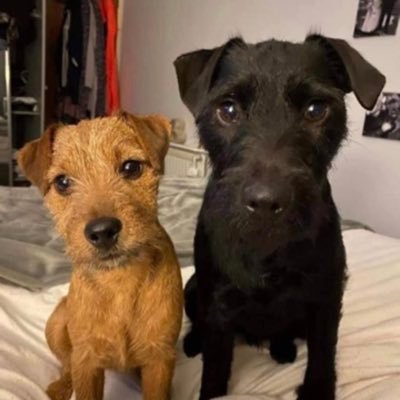 💙Odin 16/07/2018🖤 💖Torvi 13/08/2019🧡 Patterdale Terriers, Postman haters, ball junkie, Living our best life 🤟🏼🏴󠁧󠁢󠁳󠁣󠁴󠁿