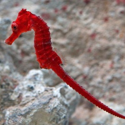 We promise to Stand behind our products to ensure our customers receive the highest quality corals.