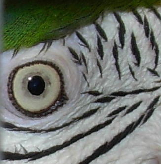 Retired from Teaching gifted students in the Arrow Program, Part-Time Zoo Educator, degrees in genetics and education, naturalist, amateur photographer, fiber