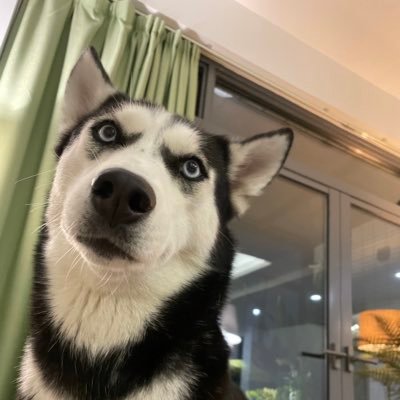 JunyiDu2's profile picture. 