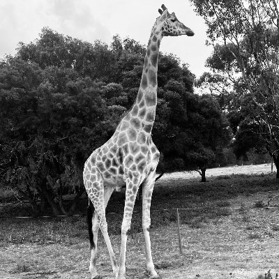 Shining a little light and spreading words of encouragement and hope. Helping other lost giraffes stand tall. We all deserve everlasting happiness...