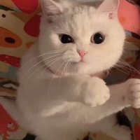 รักพิยูกิ💘 (@cheedgon) 's Twitter Profile
