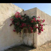 خطابه القصيم (@lfqwq3ylk1vdxcr) 's Twitter Profile