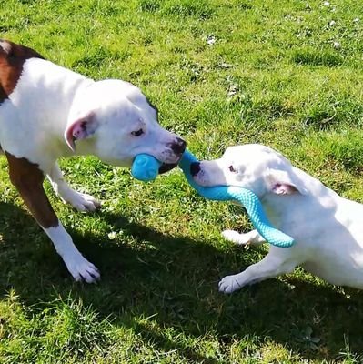 Dog babies: Siddy Boy 🌈❤️ Dinky ❤️ and Ty ❤️
Hardworking Mum and Animal lover
Oasis Liam Gallagher