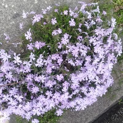 f1ower_summer10's profile picture. 雑多垢(ほぼヲタ垢)/ヴァンデラー🎪ペット💜🐭/