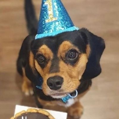 Dog Birthday & Treat Boxes, as well as Monthly Subscription Dog Boxes!🐶 Helping #doglovers treat their dog! 🐾 Visit our site below⬇️