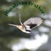 Himalayan Feathers (@birdsofhimalaya) Twitter profile photo Himalayan Feathers (@birdsofhimalaya) Twitter profile photo