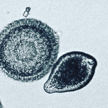 Cuenta oficial de la Unidad de Biología Parasitaria de la Facultad de Ciencias, ubicada en el Instituto de Higiene, Udelar.