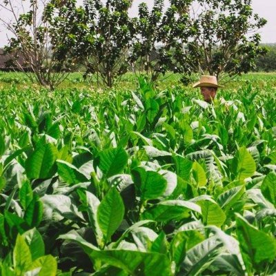 La coltivazione e lavorazione del tabacco sono di primaria importanza per l'economia. Vogliamo far conoscere le nostre istanze.