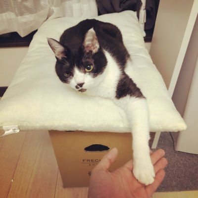 yataniumeco's profile picture. 愛猫可愛すぎて苦しい。