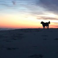 TinyTaco🌮 (@tinytaco17) 's Twitter Profile