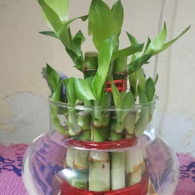 Nisha_rai77's profile picture. biotechnologist