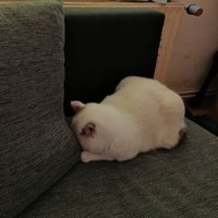 Sandra Merwald (@smerwald) 's Twitter Profile
