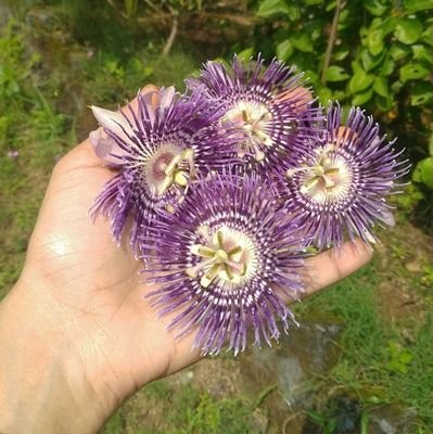 Mayurib18's profile picture. Post-graduate student. Art enthusiast. An Eco freak.