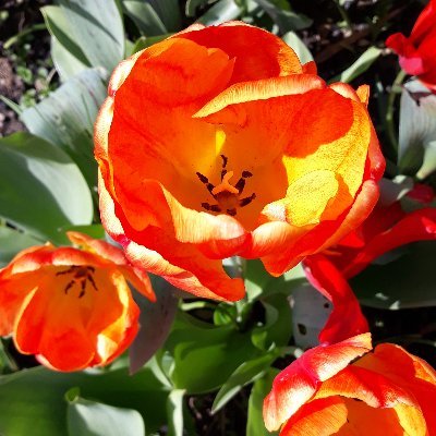 SiobhanData's profile picture. Continuously curious. Vaxed/Masked. Reading is breathing. Enjoys playing with tech. Cats rule the world. She/her 🏳️‍🌈