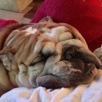 SSS The Patriot (Supporter of the USA) (@usaroaddawg) 's Twitter Profile