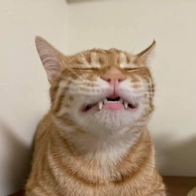 ryannliaoocc's profile picture. 