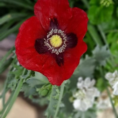 Guadalu50650212's profile picture. Dream high, Dream big that the sky is the limit 🔥God above all🙌🏼