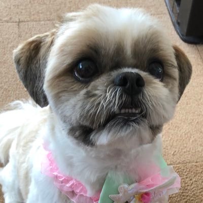 主にシーズー犬（ミルク6歳女の子、モナカ2歳女の子）のツイートをしています。他にもプラモデルなど主に趣味や日常ツイートです。よろしくお願いします。無言フォロー歓迎です。