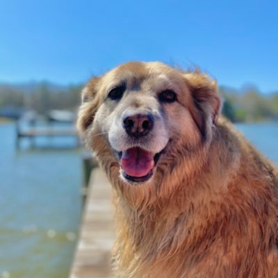 My name is Gabbi and I’m a rescue with all the love to give