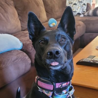 Attention Dog Lovers: I have a crazy mutt named Juniper. She's silly and fun and makes me smile. I hope she does the same for you! #WoofFromJuni