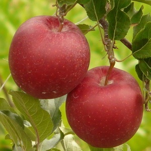 yasadovod's profile picture. Садовод любитель