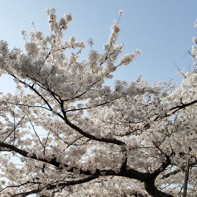 それは樺ですね いかりや長介さんが生前最後に送った志村けんさんへの手紙を思い出して泣いてる 志村けん ご冥福をお祈りします T Co Vvyx9xjinm Twitter