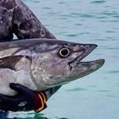 LszlPintr8's profile picture. Traveling