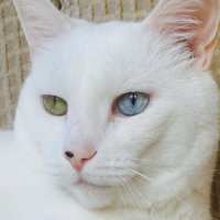 catlvr(@Washinl1) 's Twitter Profile Photo