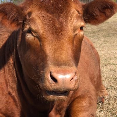 Bayfield Farm is a small hobby farm. We have cows, chickens, dogs, and a lot of fun!