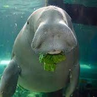 Sea Cow | Active Swimmer | Indian Ocean Advocate | Betta Fish Enjoyer | Monthly Gong posting | the 7th largest dugong NSW