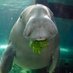 Mr. Dugongs (@mr_dugongs) Twitter profile photo Mr. Dugongs (@mr_dugongs) Twitter profile photo