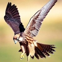 جان عالم (@itsjanealam) 's Twitter Profile