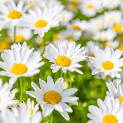 🌻新アカウント🌻死別シングルマザーです。自らの経験をもとに、死別ひとり親家庭を応援するための活動を始めました。 CAMPFIREコミュニティ#拡散希望→https://t.co/bBEyrD4RHs