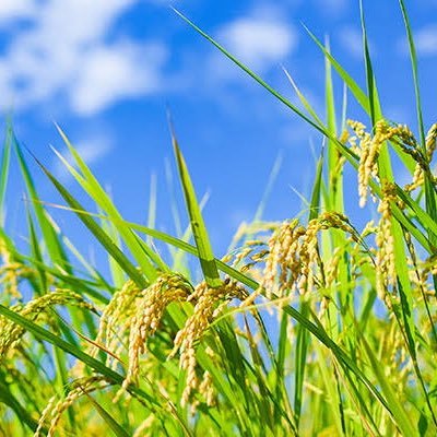 こまち🌾さんのプロフィール画像