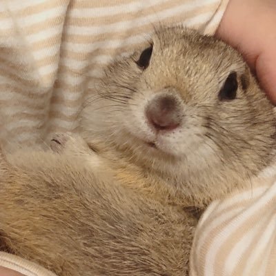 リチャードソンジリスの女の子🐿まめちゃん🌷 好物はお豆腐 性格は極端で意思強め よく喋ります🌷 リスが大好きです ジリス垢、ペット垢さんと繋がりたいです🌷 基本動物垢やペット垢の方しかフォロバできません🙇‍♀️ 無言フォロー失礼します 閲覧多めです